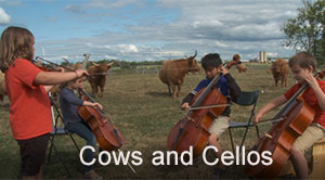 Cows and Cellos